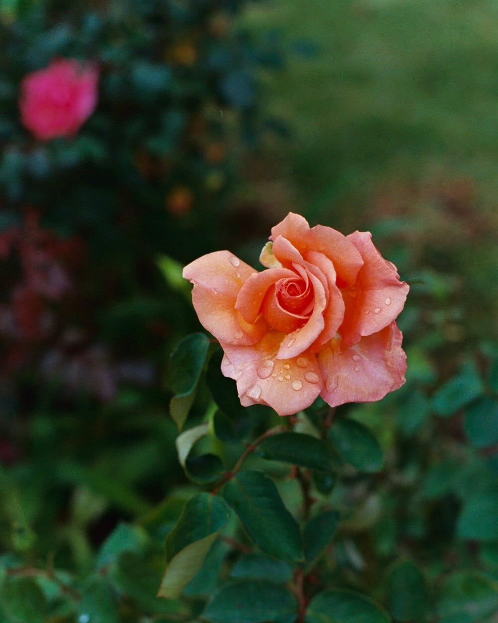 Morning Rose | West LA