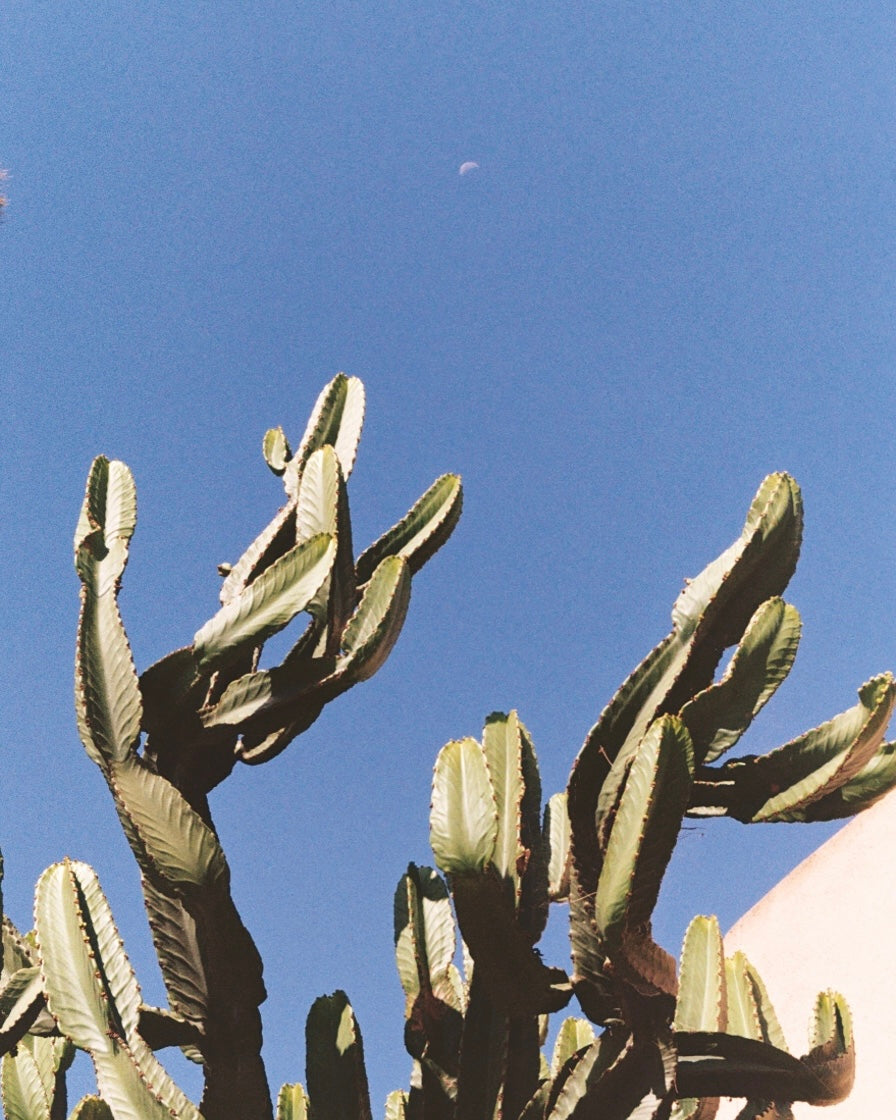 Euphorbia + Daytime Moon | West LA