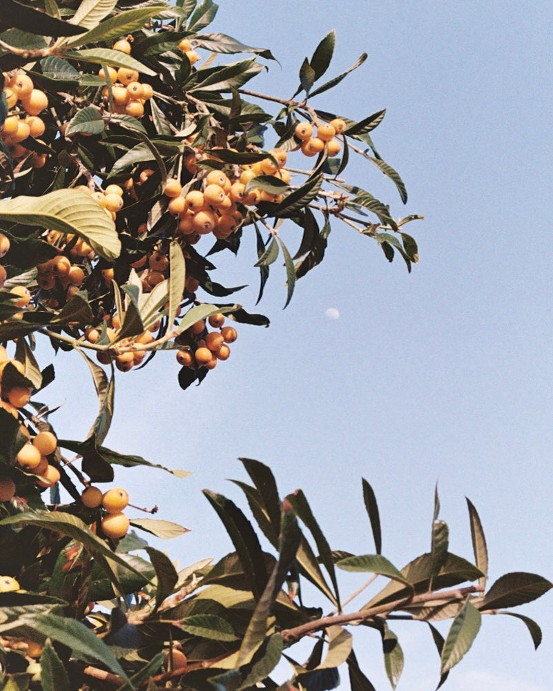 Loquat Tree + Daytime Moon | West LA