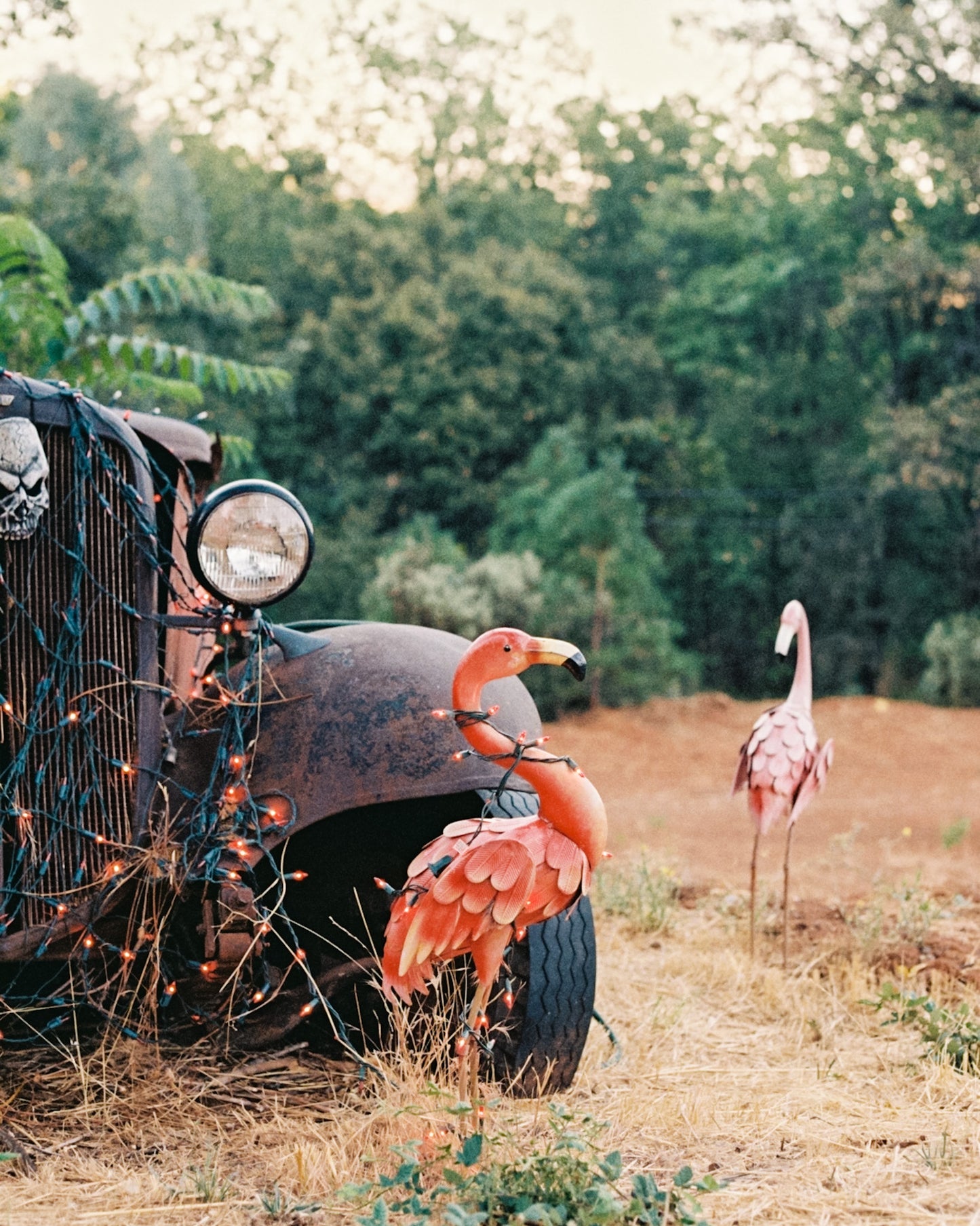 Country Birds | Hwy 174
