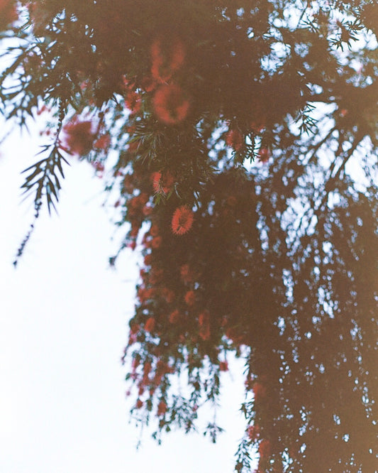 Bottle Brush II | West LA