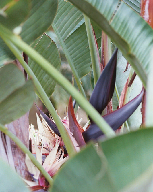 Strelitzia | West LA