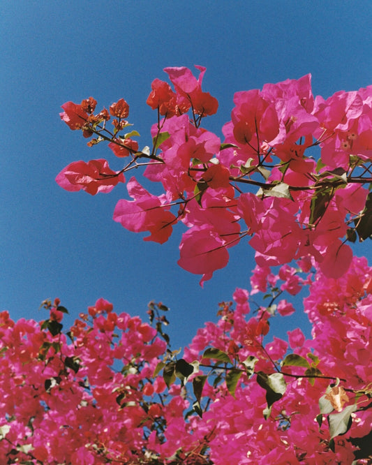 Bougainvillea | West LA