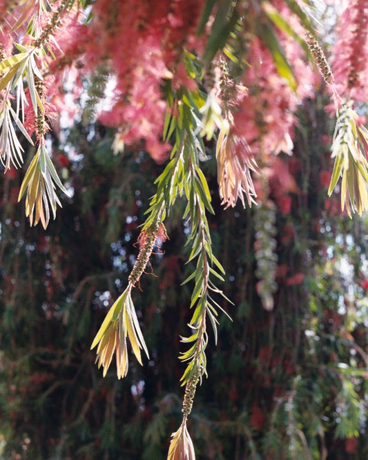 Bottle Brush | West LA